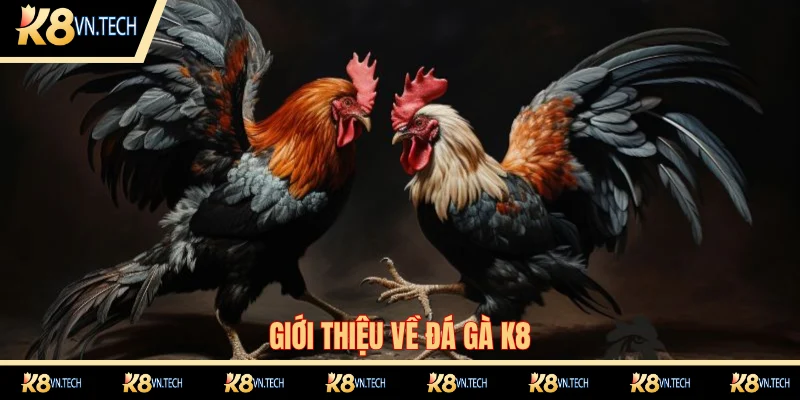 Đá Gà K8 1 Tổng quan về chuyên mục đá gà K8